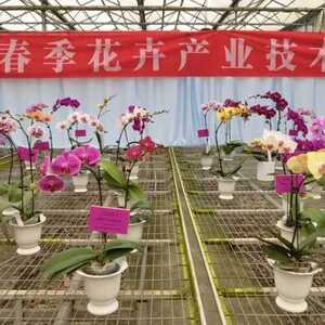 300多个优良品种“惊艳”迎春!快来濠江赏花吧…