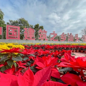 @濠江人,路上这些花景你发现了吗?春节服务保障,濠江城管这样做→