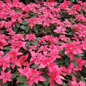 鮀城处处春意浓  姹紫嫣红迎新年