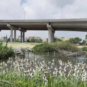 “拆”出农村土地新活力,汕头龙湖这支驻街帮扶工作队赋能乡村振兴
