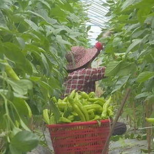 承包田地搭大棚  种起辣椒好收成