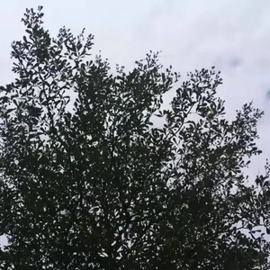 强冷空气袭来!最低温比春节期间还低~~