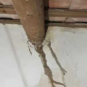 新闻追踪 | 白蚁啃木又噬泥  专业机构来处理