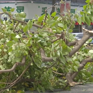 怀疑车辆刮碰  树桠折断砸落