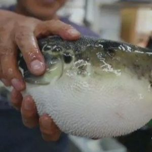 河豚有毒  禁止违法经营和食用