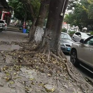 路树根系太发达   “穿”街“撬”砖损步道