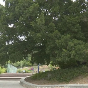 保护古树栽新苗  护绿植绿更爱绿