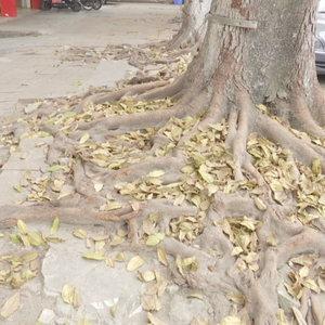 树根“穿”街“撬”砖  已获妥善处理