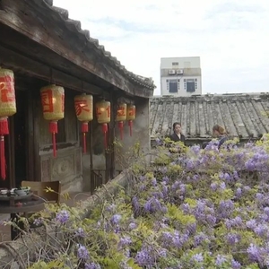 清明朴籽粿飘香  青草香里说乡愁