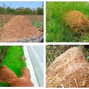 【城管微讲堂】第四十讲:红火蚁危害大,防范请勿大意!