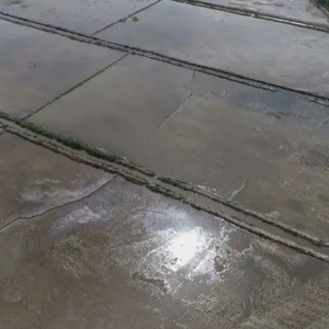 成功复耕!三千亩盐碱地变良田