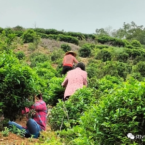 谷雨好时节  茶农采茶忙