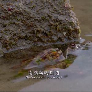 央视纪录片《美丽中国自然:南澳系列》第五集,与潮共生