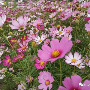用“绣花功夫”织出道路高颜值
