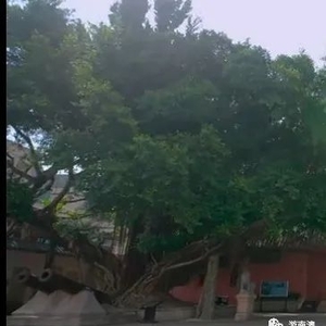 央视纪录片《美丽中国自然:南澳系列》第十集:百年古榕