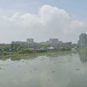 溪面漂浮水浮莲  影响环境需清理