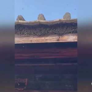蜜蜂进屋筑巢  屋主很无奈~~