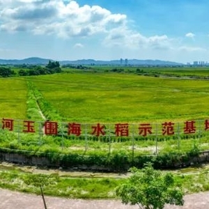 结果喜人!今天,河玉围测产收割