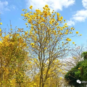 黄花开正艳  春光无限好