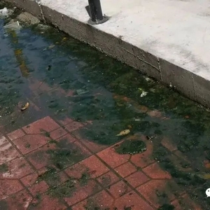 污水横流近两月  脏乱不堪需整治