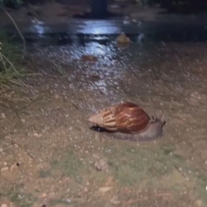 雨后“螺”出没,可能是“非洲大蜗牛”,需警惕寄生虫!
