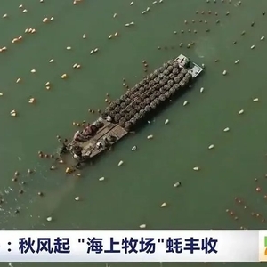 金秋“蚝”时节,汕头南澳生蚝亮相央视