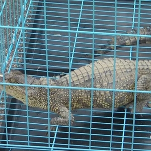 水库惊现鳄鱼!已捕获送动物园