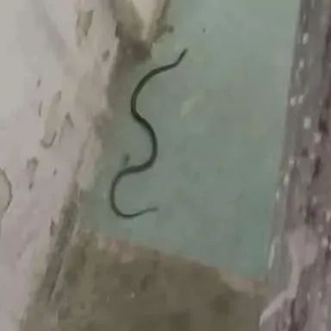 楼道蛇出没  居民心慌慌