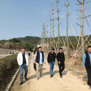 市自然资源局加快推进汕湛高速两侧复绿屏蔽工作