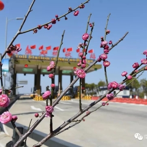 南澳大桥恭祝您:新春快乐,阖家幸福,出行平安!