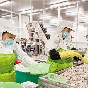 春节前夕食品生产企业把握需求旺季,汕头“预制菜”全力追订单赶生产