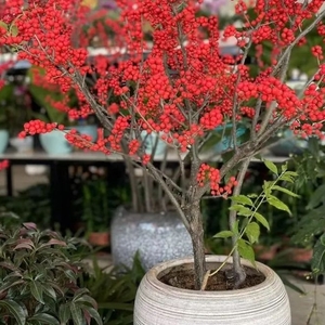 春节临近  “汕头花城”年味浓