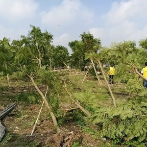马不停蹄的澄海青年又忙起“家务”了