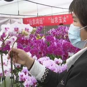 新增“四朵花” !市农科所蝴蝶兰新品种通过省专家组鉴定
