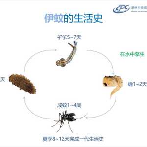 创卫小课堂丨创建国家卫生城市,潮州疾控在行动!——登革热预防篇