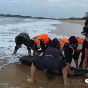 海豚搁浅田心湾  合力施救能成功吗?