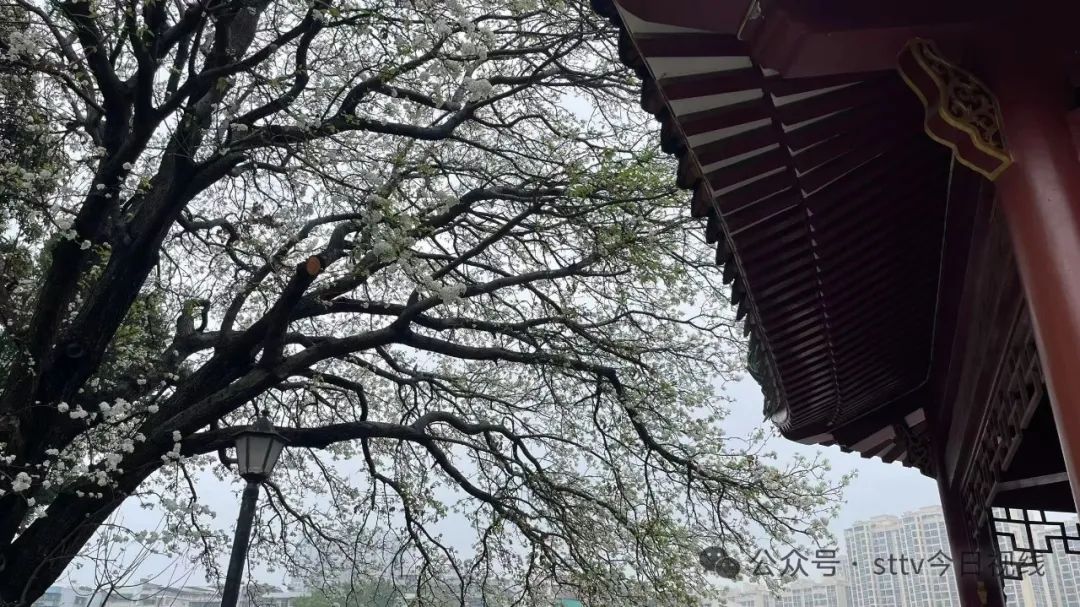 又是一年春来到  如雪梨花正怒放