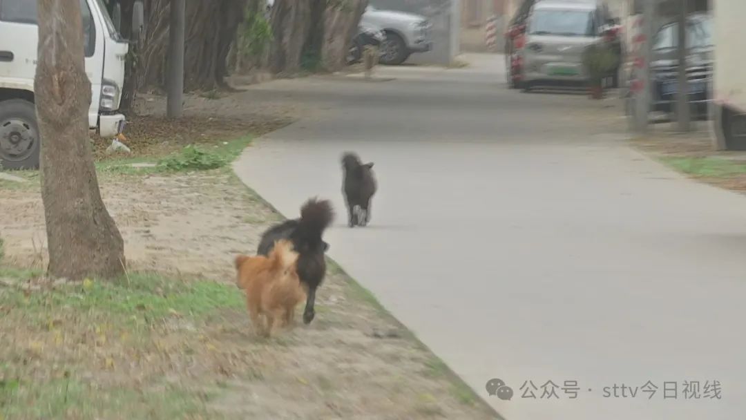 狗只成群出没  未拴绳恐有患