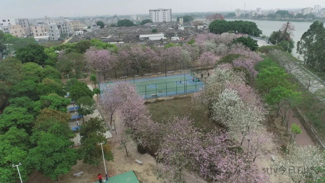 多彩花海  扮靓绿美乡村