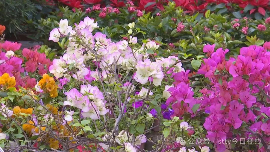 春日繁花惹人爱  花粉过敏需警惕