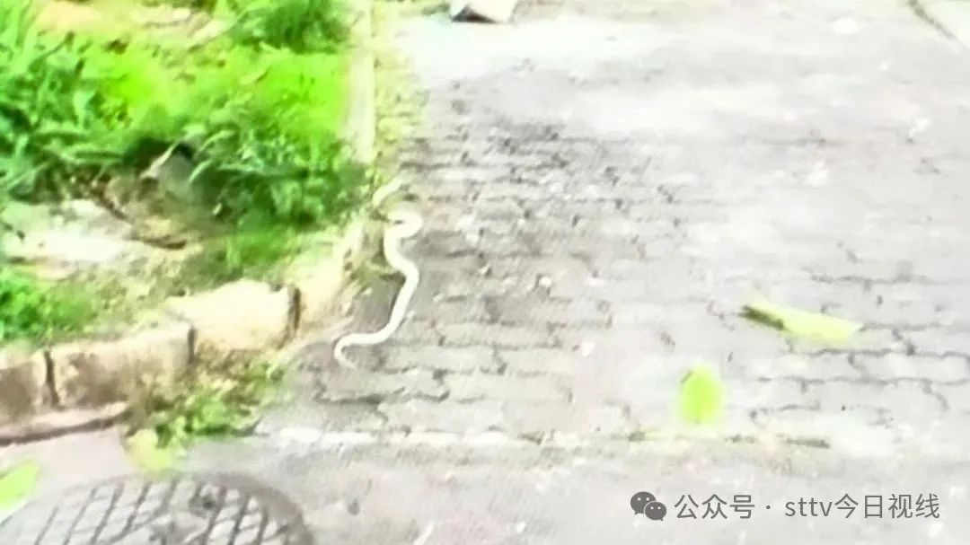 惊险!小区惊现白蛇  消防火速捕捉