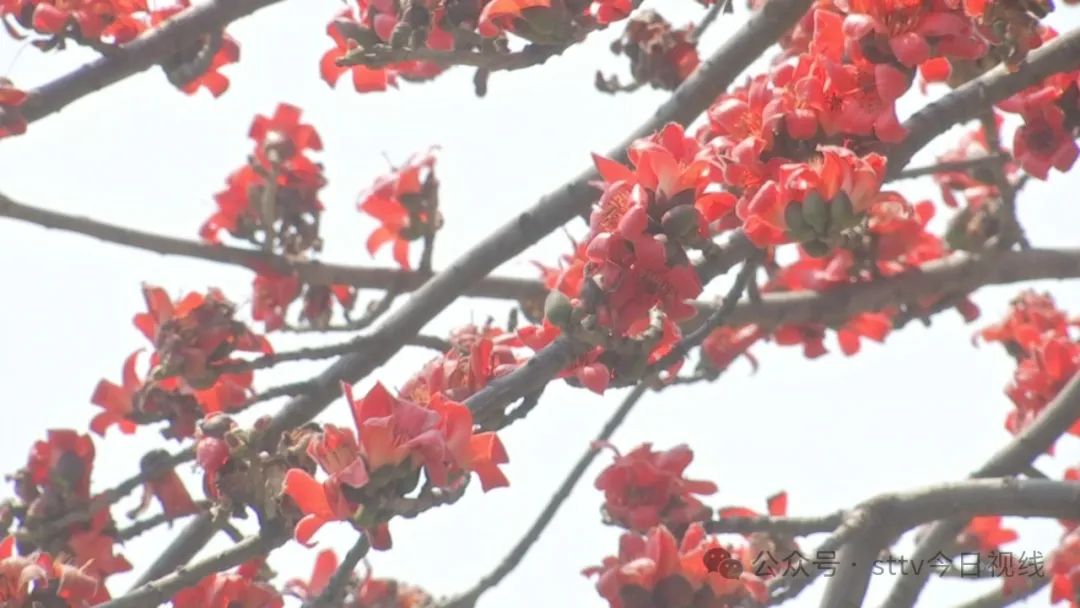 木棉花开红似火  捡拾煲汤需谨慎