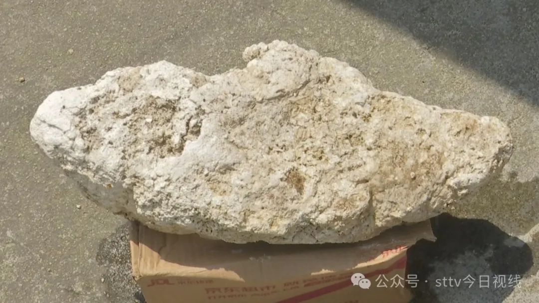 去海边游玩  疑似捡到“龙涎香”