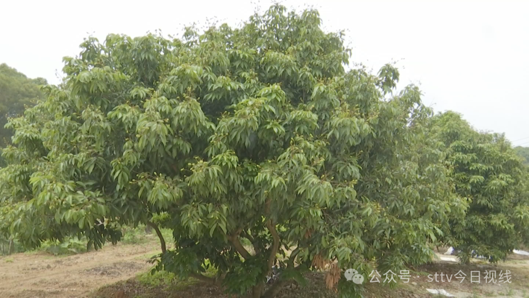 “小年”遇上多雨水  还能“荔枝自由”吗?