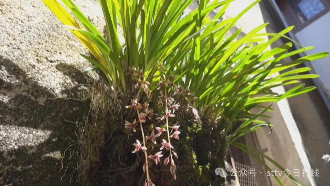 灵山寺壁兰:300多年历史“奇花”绝美绽放